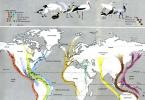 Čimbenici seobe ptica.  Migracije ptica.  Uloga ptica u prirodi i njihov praktični značaj.  Rotacija Zemlje i selidba ptica