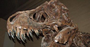 Кога хората са научили за динозаврите Възстановяването на скелета е работа на палеонтолог