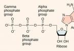 Пути синтеза атф в организме Строение АТФ и биологическая роль молекулы