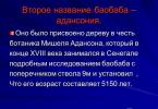 Дерево Баобаб На великих просторах африканських саван самотньо височіють кремезні, з надзвичайно товстим стовбуром, широкою і невисокою кроною дерева.