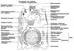 Narušenie metabolických procesov a interakcia s prostredím Interakcia bunky s prostredím