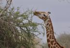Жирафът - най-голямото сърце в света Всичко за жирафа накратко