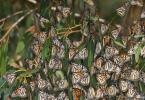 Meksički putnici: godišnja selidba leptira monarha Leptiri monarha tijekom seobe
