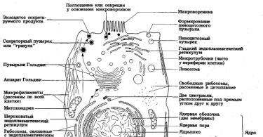 Порушення процесів обміну та взаємодії з навколишнім середовищем Здійснення взаємодії клітини з навколишнім середовищем