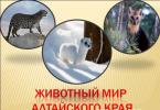 Reti Altajaus krašto gyvūnai Retos Altajaus krašto gyvūnų rūšys