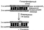 Mechanisms of DNA nucleotide sequence conservation