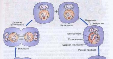 Тест